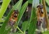 Epistrophe eligans